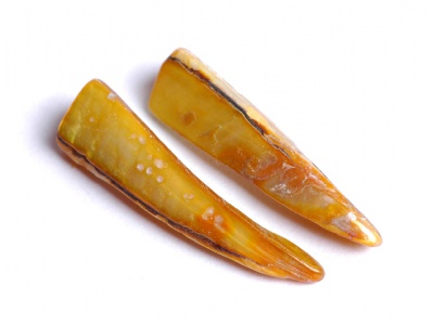 perleťový zub - zlatý  (balení 10 ks)