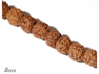 Rudrakša 8mm (Mukhi)